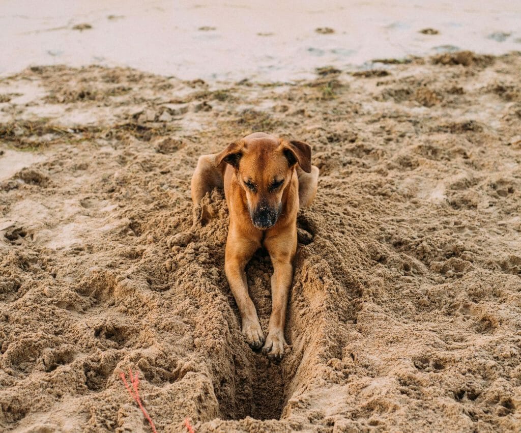 Can dogs use sunscreen – pet-safe sun protection guide from Black Girl Sunscreen®